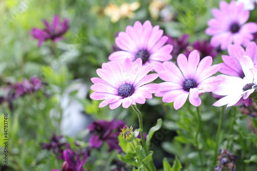 Osteospermum Asti African Daisy