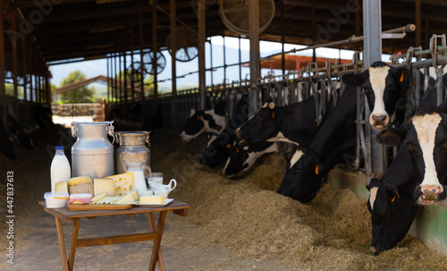 Various dairy products on table against background of cows in the barn