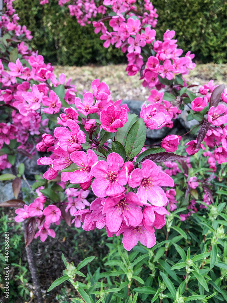 Fototapeta premium Flowering dogwood
