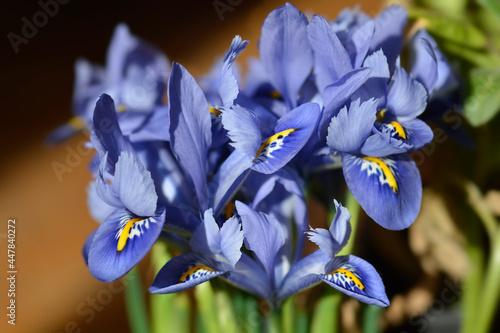 Iris Alida photo