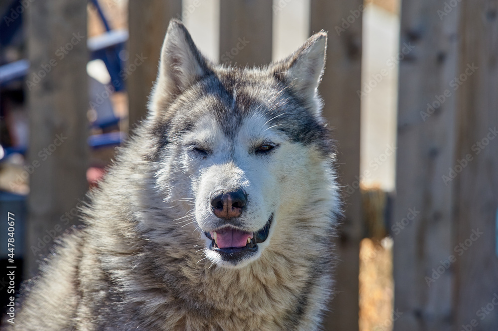 portrait of the muzzle of a husky dog close-up