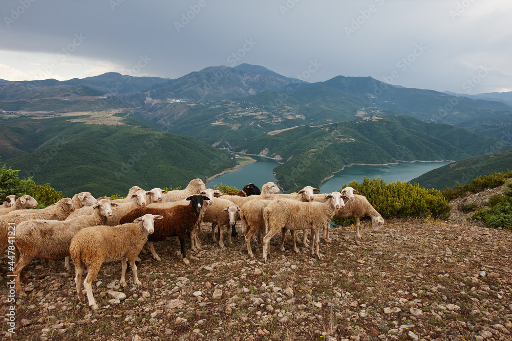 Herd of sheep in picturesque mountains of Albania