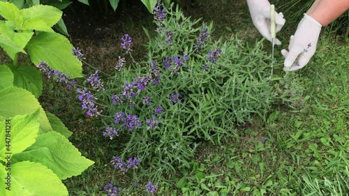 Femal hands in gardenind gloves hold a scissors and pruning a lavender bush.Seasonal gardening. Pruning bushes. photo