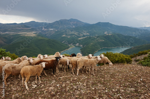 Herd of sheep in picturesque mountains of Albania