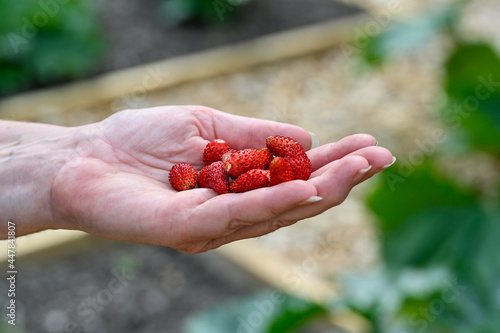 wild strawberries handpicked in garden ready to eat © Jonas