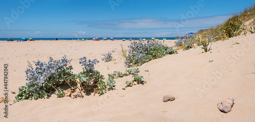 sandy amado beach with blue thistles, bathers at the beach, Portugal algarve