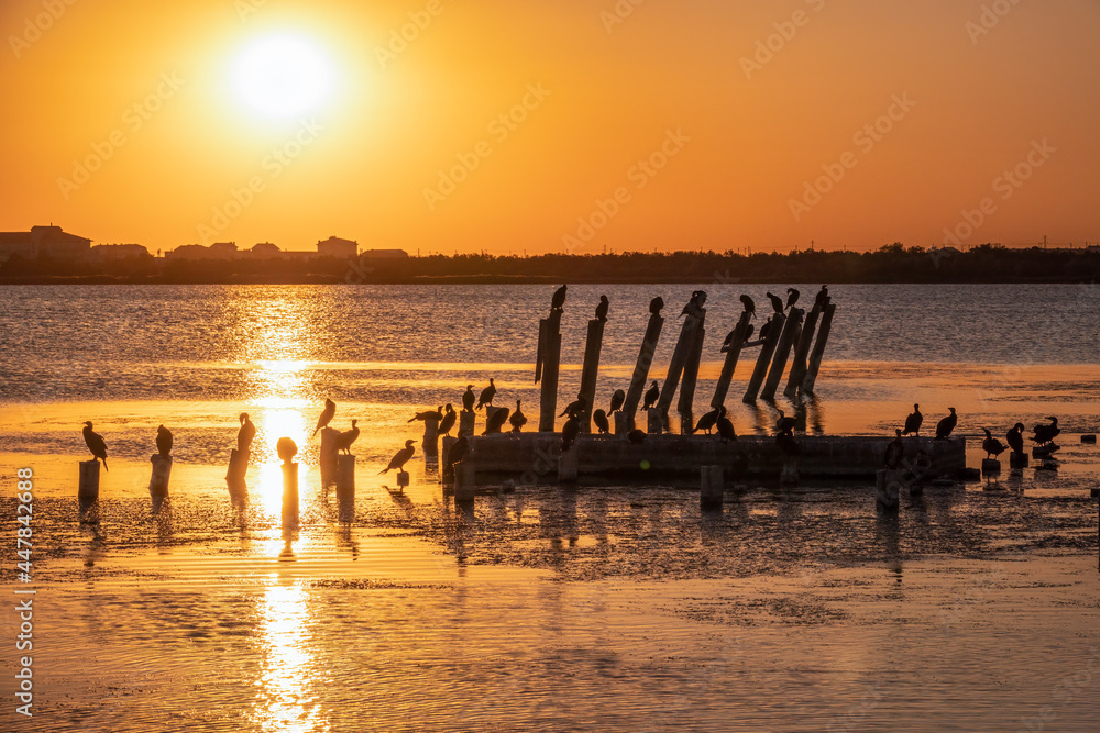 Beautiful red and orange sunset over the sea. The sun goes down over the sea. A flock of cormorants sits on a old sea pier in orange sunset light Beautiful red and orange sunset over the sea. The sun goes down over the sea. A flock of cormorants sits on a old sea pier in orange sunset light