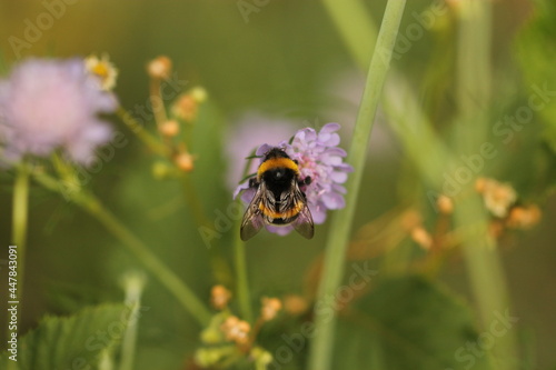 un'ape su un fiore viola