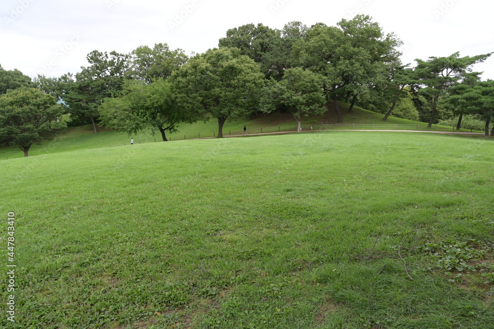 big park with grass and trees big park with grass and trees