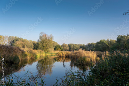 Marshy nature area in the Netherlands on a bright day in the winter season.