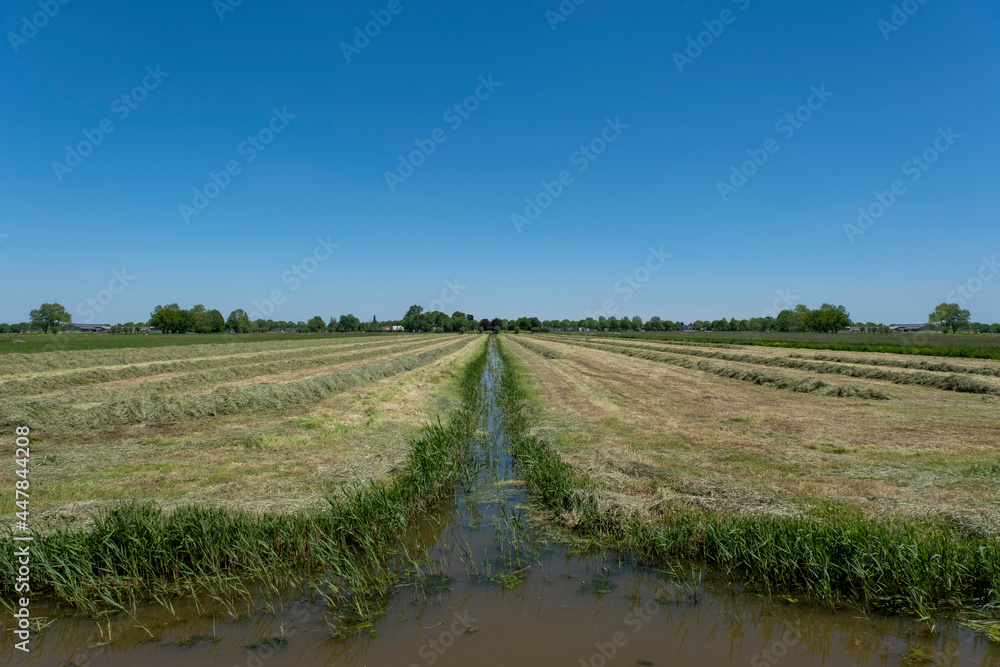 Dutch meadow panoramic landscape with traditional water canals. Pastures of green juicy grass. Netherlands.