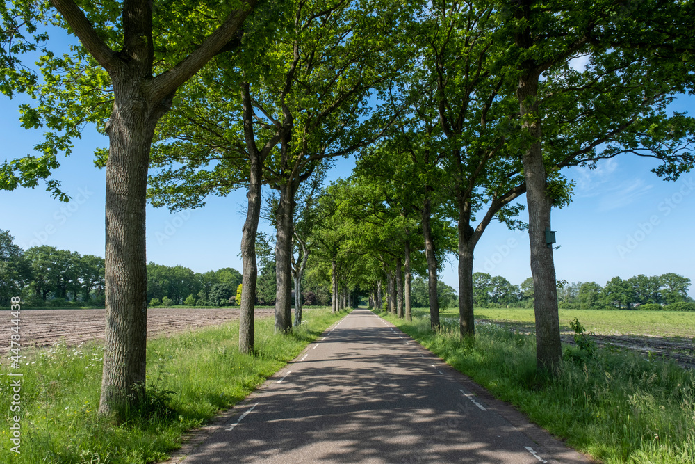 A small road between trees in a typical dutch landscape on a bright sunny day A small road between trees in a typical dutch landscape on a bright sunny day