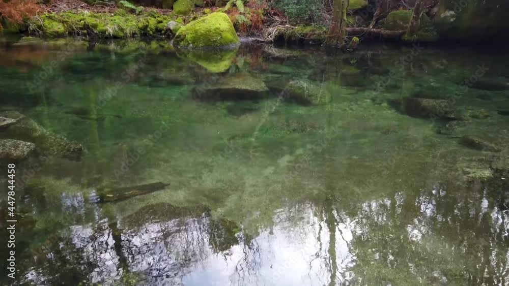 clear river in forest pan up shot clear river in forest pan up shot