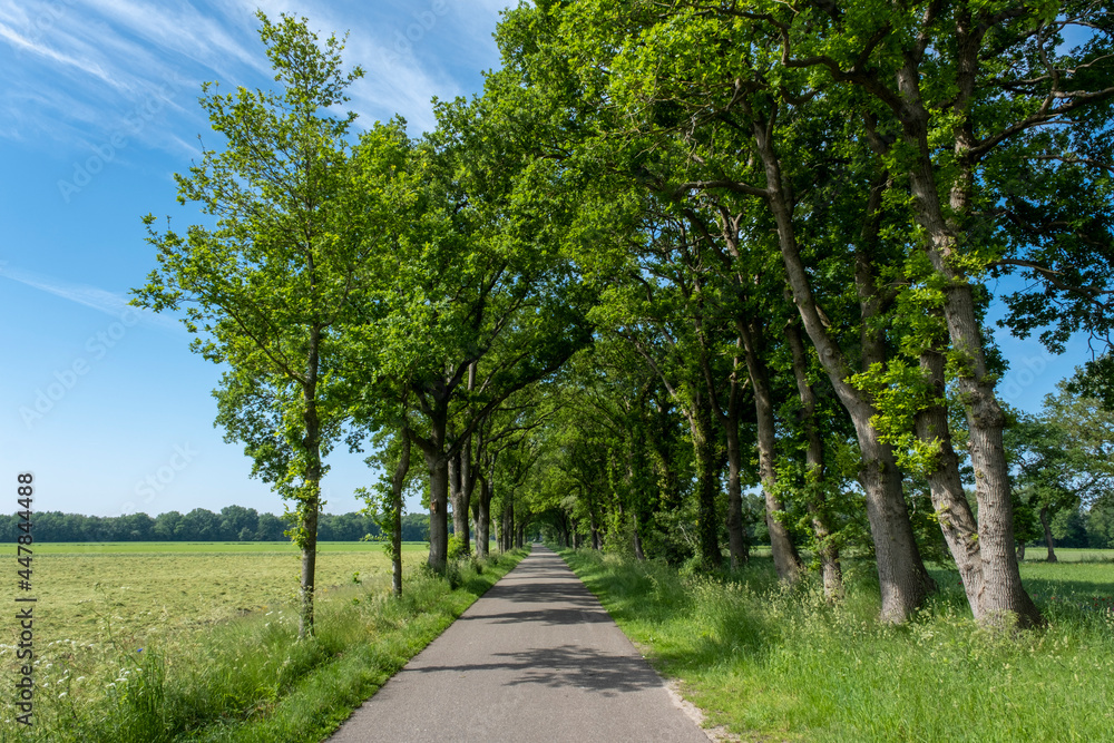 A small road between trees in a typical dutch landscape on a bright sunny day