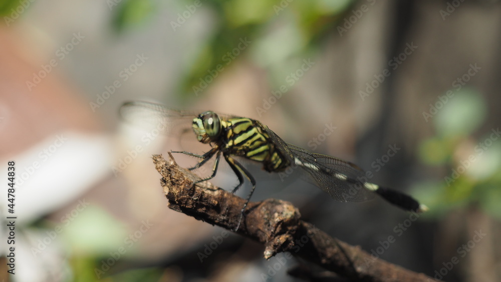 Fototapeta premium Green Dragonfly or Diplacodes trivialis or Ground Skimmer. This dragonfly is small (rear wing span 22-24 mm). The female is yellowish green like army stripes.