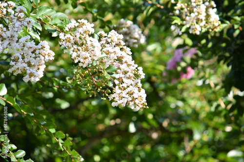 白いサルスベリの花