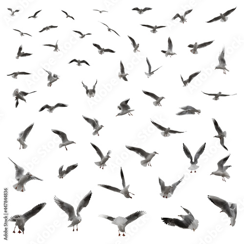 A large set of 55 gulls in various poses isolated on a white background