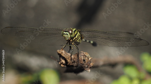 Green Dragonfly or Diplacodes trivialis or Ground Skimmer.
This dragonfly is small (rear wing span 22-24 mm). The female is yellowish green like army stripes. photo