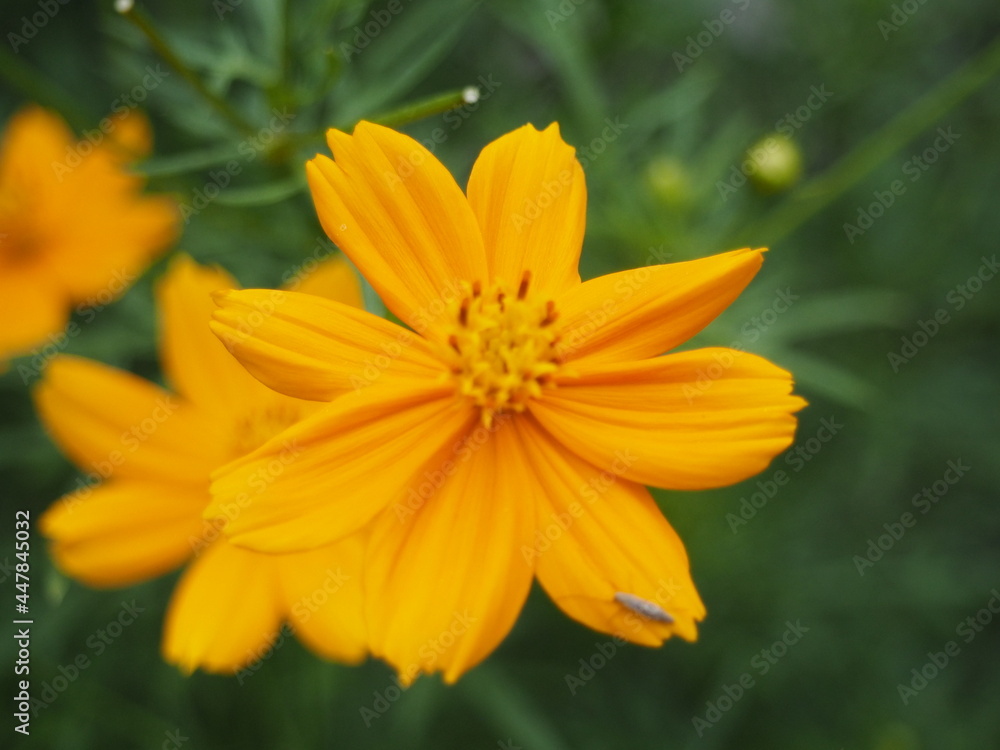Cosmos Yellow flower or Cosmos Sulphureus is a flowering plant that comes from Mexico and belongs to the Cosmos family. This plant is also a natural habitat for the insect Anagrus nilaparvatae. Cosmos Yellow flower or Cosmos Sulphureus is a flowering plant that comes from Mexico and belongs to the Cosmos family. This plant is also a natural habitat for the insect Anagrus nilaparvatae.