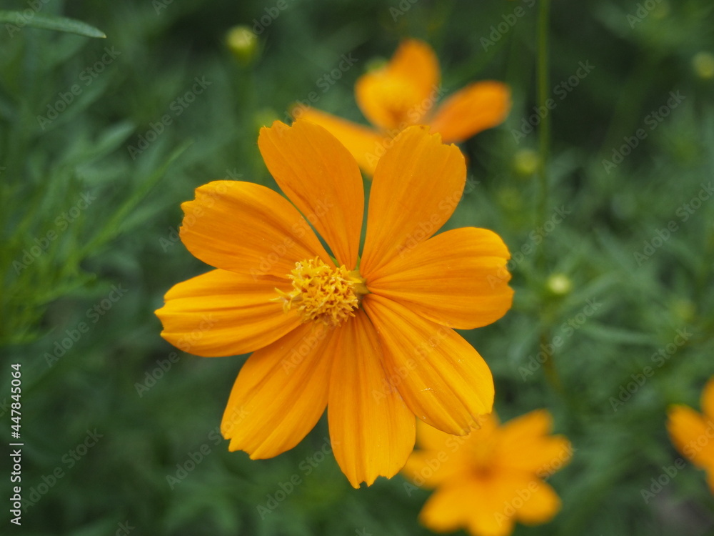 Cosmos Yellow flower or Cosmos Sulphureus is a flowering plant that comes from Mexico and belongs to the Cosmos family. This plant is also a natural habitat for the insect Anagrus nilaparvatae. Cosmos Yellow flower or Cosmos Sulphureus is a flowering plant that comes from Mexico and belongs to the Cosmos family. This plant is also a natural habitat for the insect Anagrus nilaparvatae.