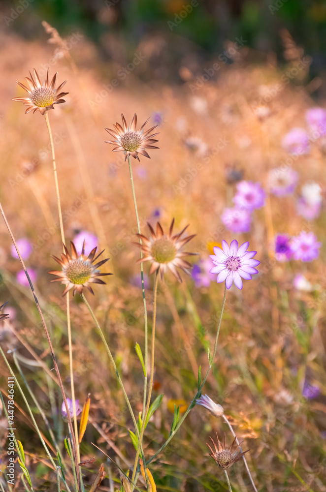 Obraz premium Dried flowers annual Immortelle beautiful wildflowers. Warm summer evening with a bright meadow at sunset. Beautiful natural landscape with sunbeams.