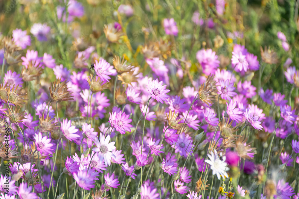 Dried flowers annual Immortelle beautiful wildflowers. Warm summer evening with a bright meadow at sunset. Beautiful natural landscape with sunbeams.