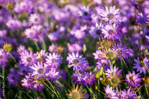 Dried flowers annual Immortelle beautiful wildflowers. Warm summer evening with a bright meadow at sunset. Beautiful natural landscape with sunbeams.