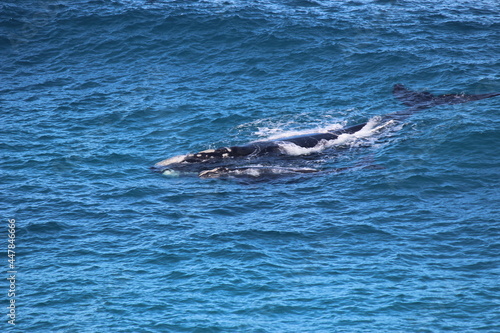 Whale with calf