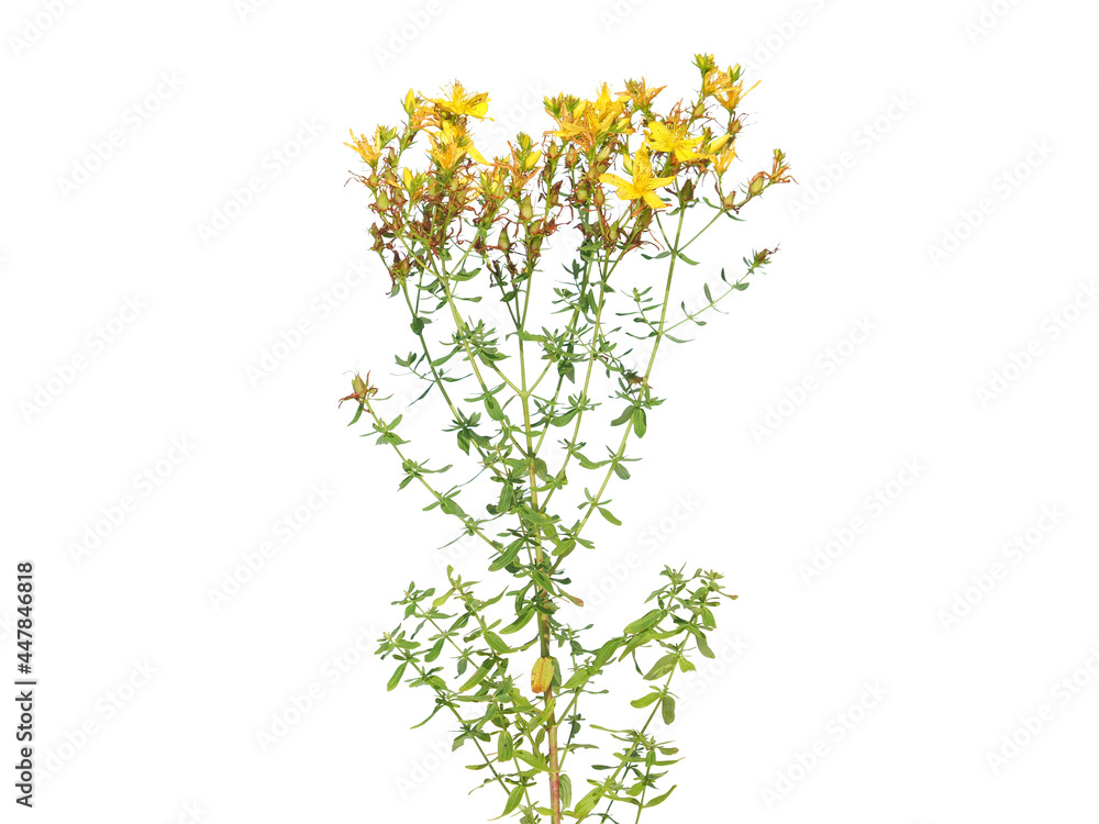 Yellow flowers of perforate St John's wort plant isolated on white, Hypericum perforatum