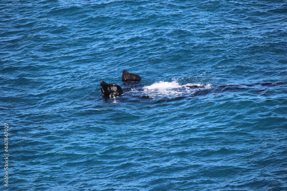 Fototapeta premium Whale Fin