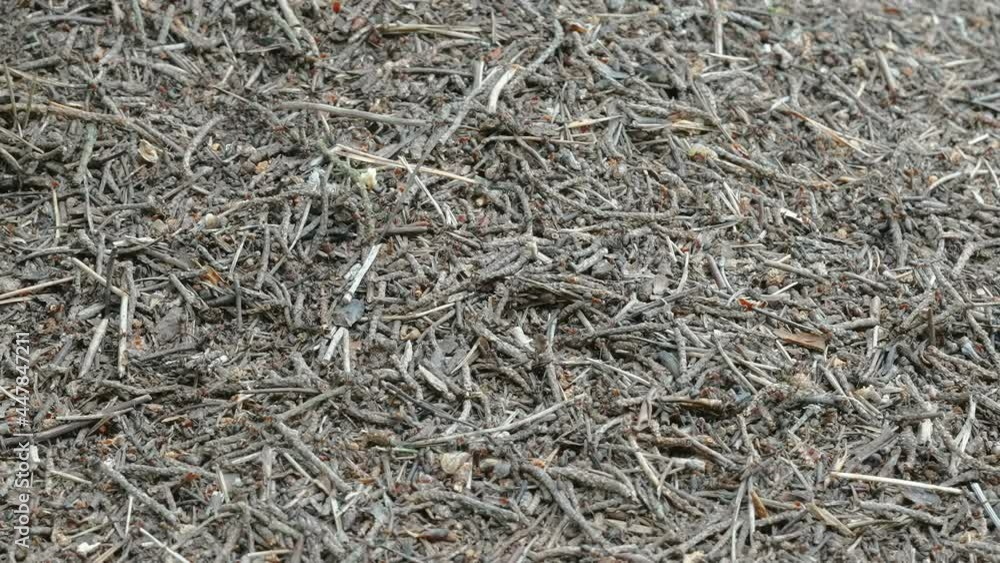 Hundreds of black ants on the ground getting some food for the anthill in Estonia Hundreds of black ants on the ground getting some food for the anthill in Estonia