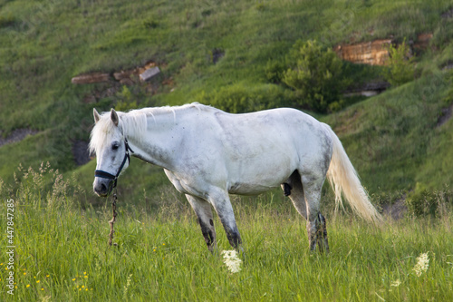 white horse in nature eating grass