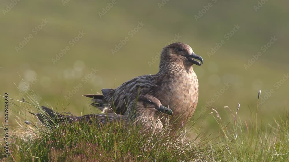 great skua bird pair in grass field watching alerted runde west coast norway great skua bird pair in grass field watching alerted runde west coast norway