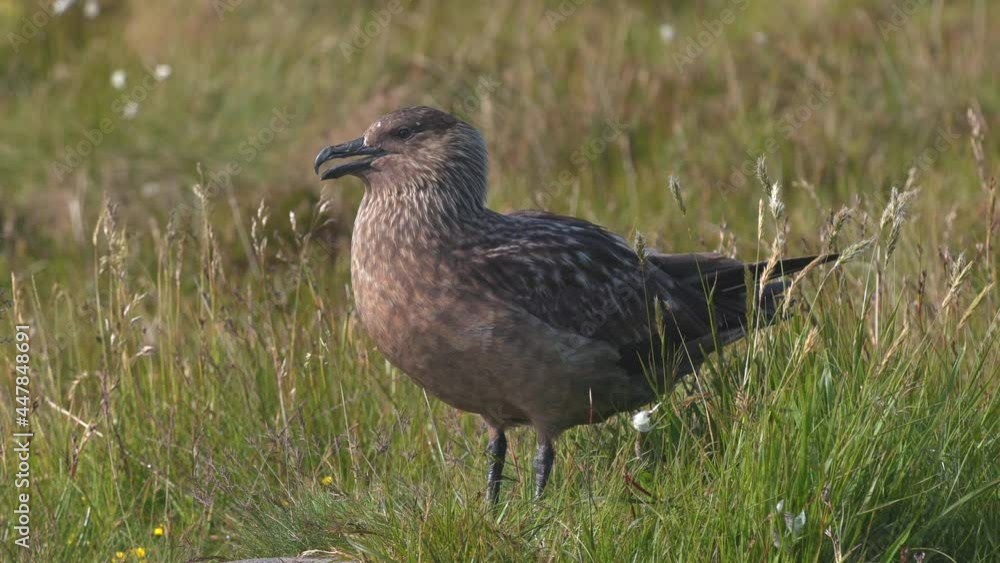 great skua bird standing in grass field watching alerted runde west coast norway great skua bird standing in grass field watching alerted runde west coast norway