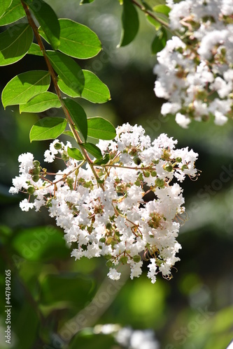 白いサルスベリの花