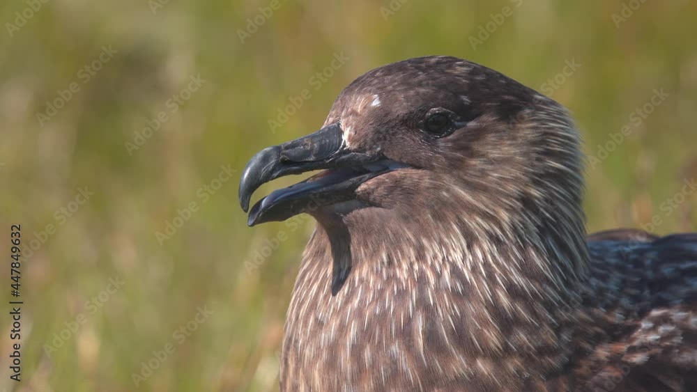 great skua bird portrait close view open beak side view runde west coast norway great skua bird portrait close view open beak side view runde west coast norway