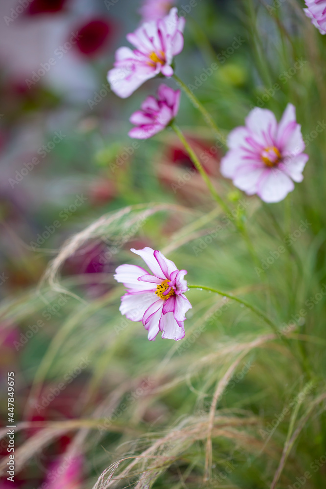 Flower border with cosmos and stipa tenuissima Flower border with cosmos and stipa tenuissima