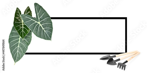  Green leaves in spaces for words on white background photo