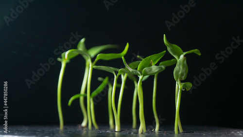 Growing plants, sprouts germination on dark background