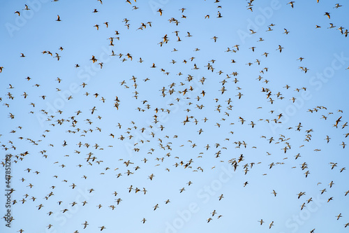 A large flock of American Avocets (Recurvirostra americana) flying in the blue sky. Baylands Nature Preserve, Santa Clara County, California photo