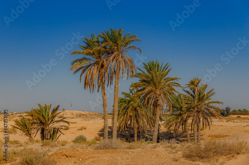 A little oasis with palm trees between sand dunes in the Sahara desert