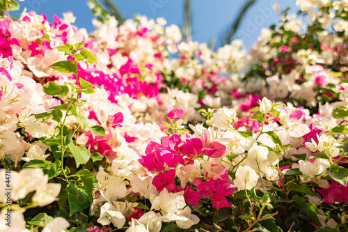 Bright pink and white Bougainvillea flowers on blue sky background