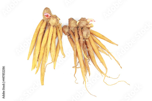 Krachai finger root isolated on white. Thai herbs to prevent COVID-19.