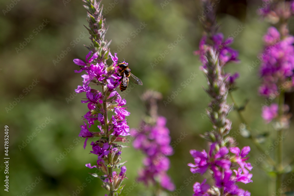 Bee on wild purple flowers close up Bee on wild purple flowers close up