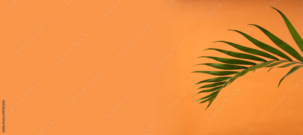 One phoenix palm leaf against bright orange background.Empty space