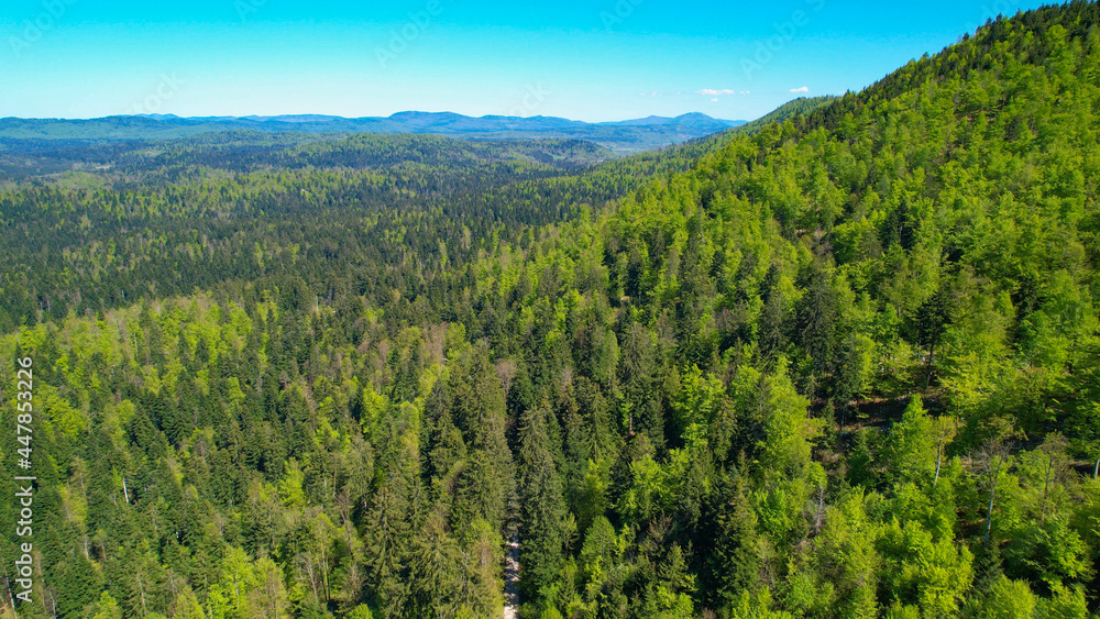 AERIAL Scenic drone shot of massive woods covering the untouched rural landscape