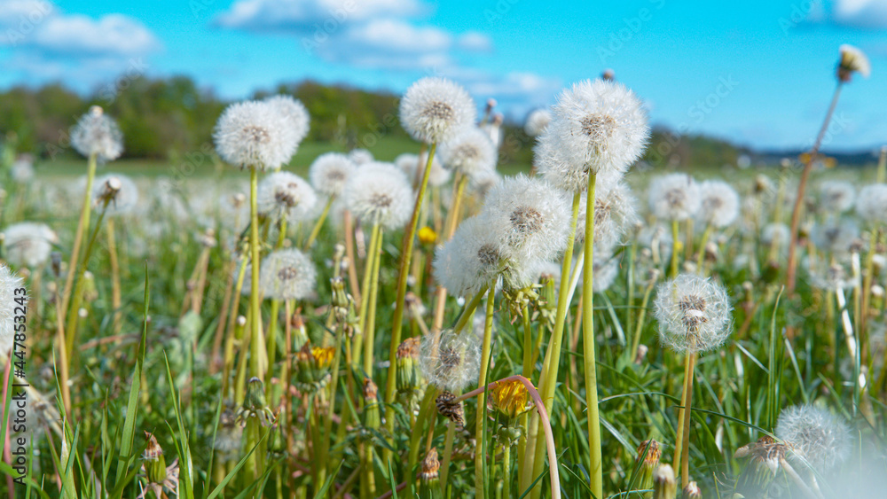 Obraz premium CLOSE UP: Detailed shot of blossoming dandelions in the middle of empty pasture.
