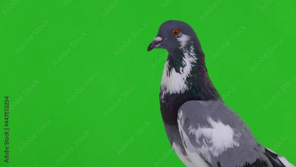 portrait of an English pigeon that turns its head in different directions on a green screen portrait of an English pigeon that turns its head in different directions on a green screen
