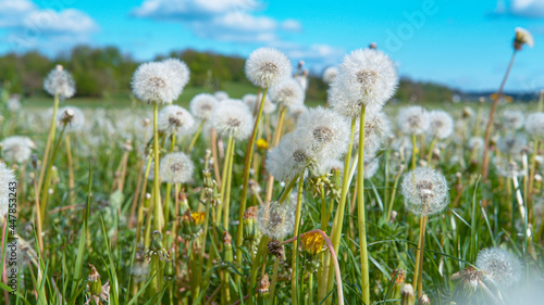 CLOSE UP  Detailed shot of blossoming dandelions in the middle of empty pasture.
