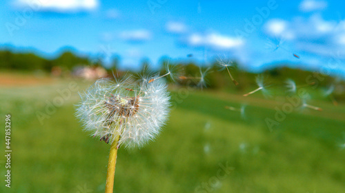 COPY SPACE  Soft white dandelion seeds fly off the flower and into the sky.